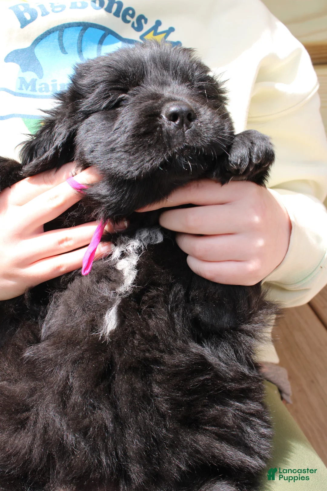 Newfoundland dogs for sale: Katydid - Ad 2