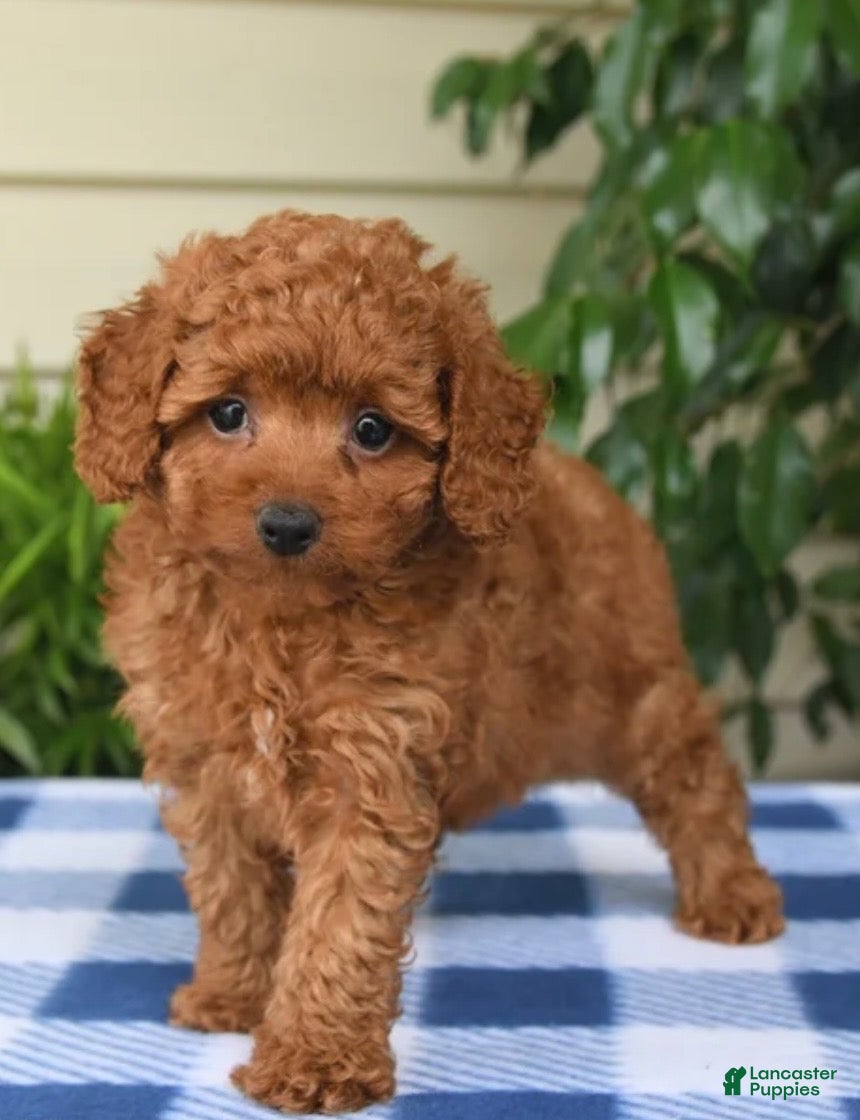 Toy Poodle dogs Tony - Ad 2