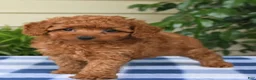 Toy Poodle dogs for sale: Tony - Ad 2