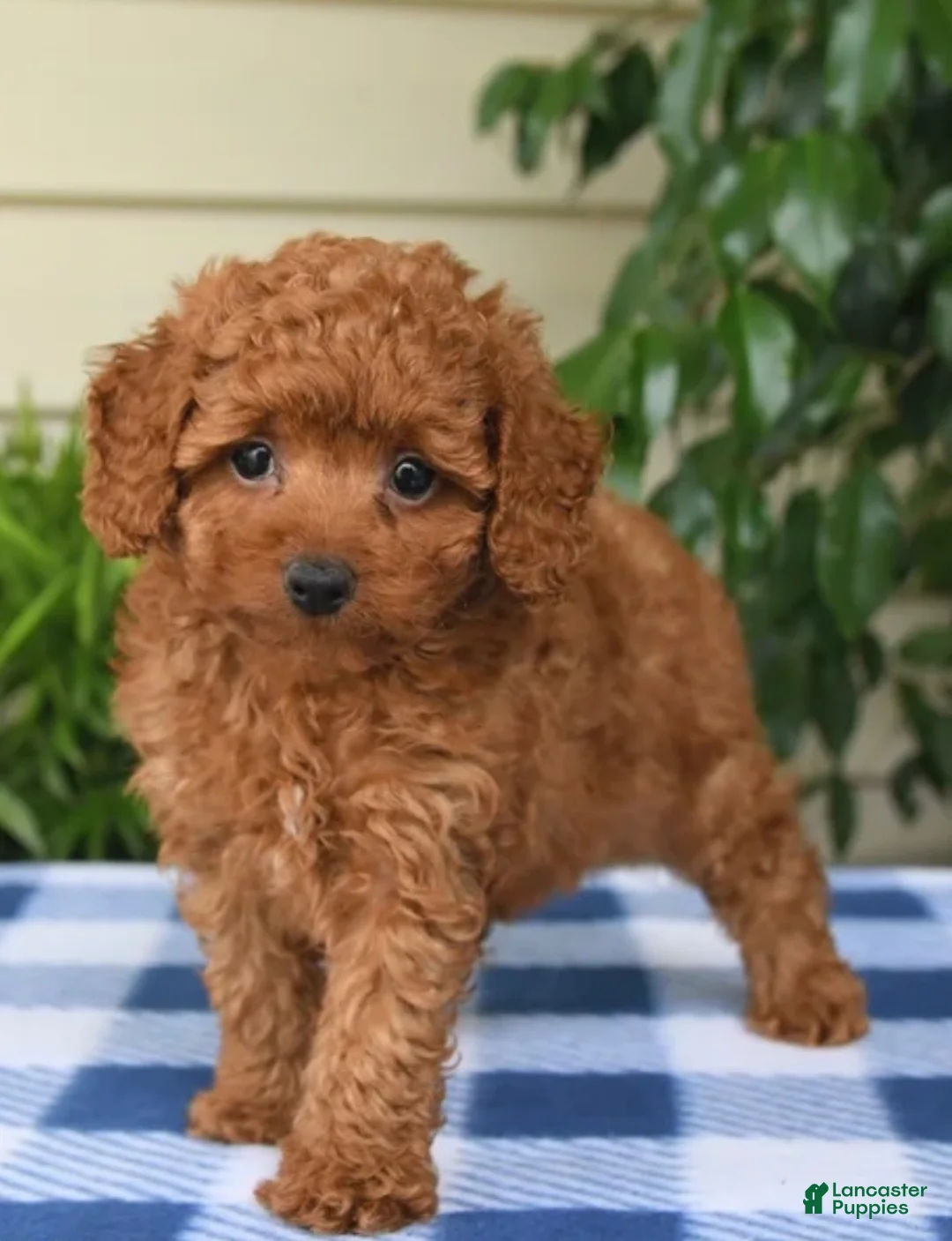 Toy Poodle dogs for sale: Tony - Ad 2