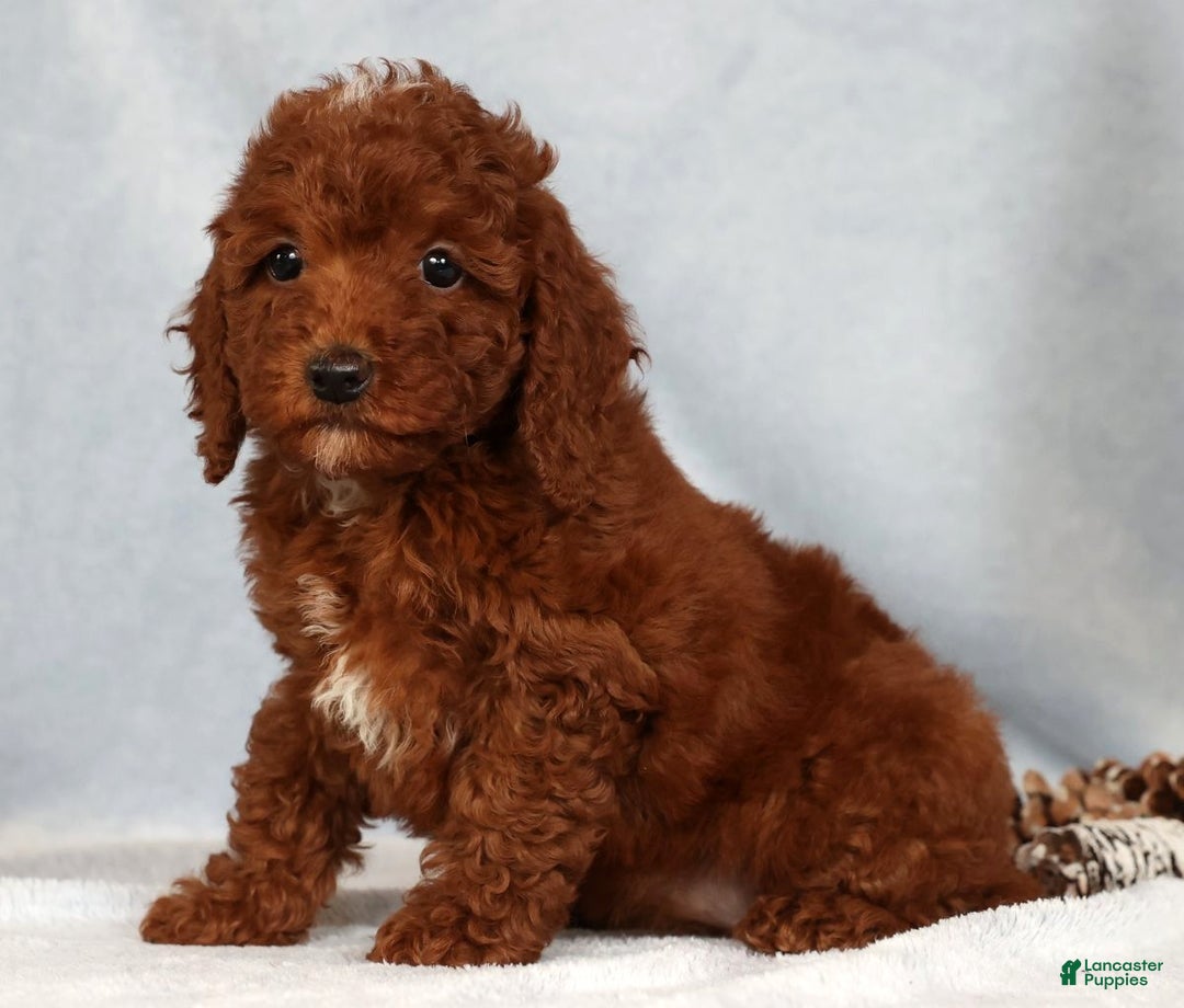 Miniature Poodle dogs for sale: Sasha - Ad 3