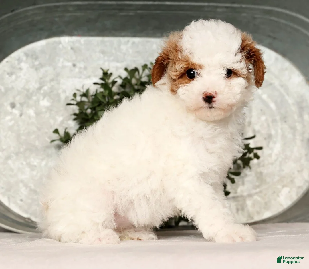 Toy Poodle dogs for sale: Misty - Ad 3