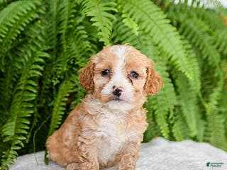 Bichpoo dogs Lelo - Ad 2