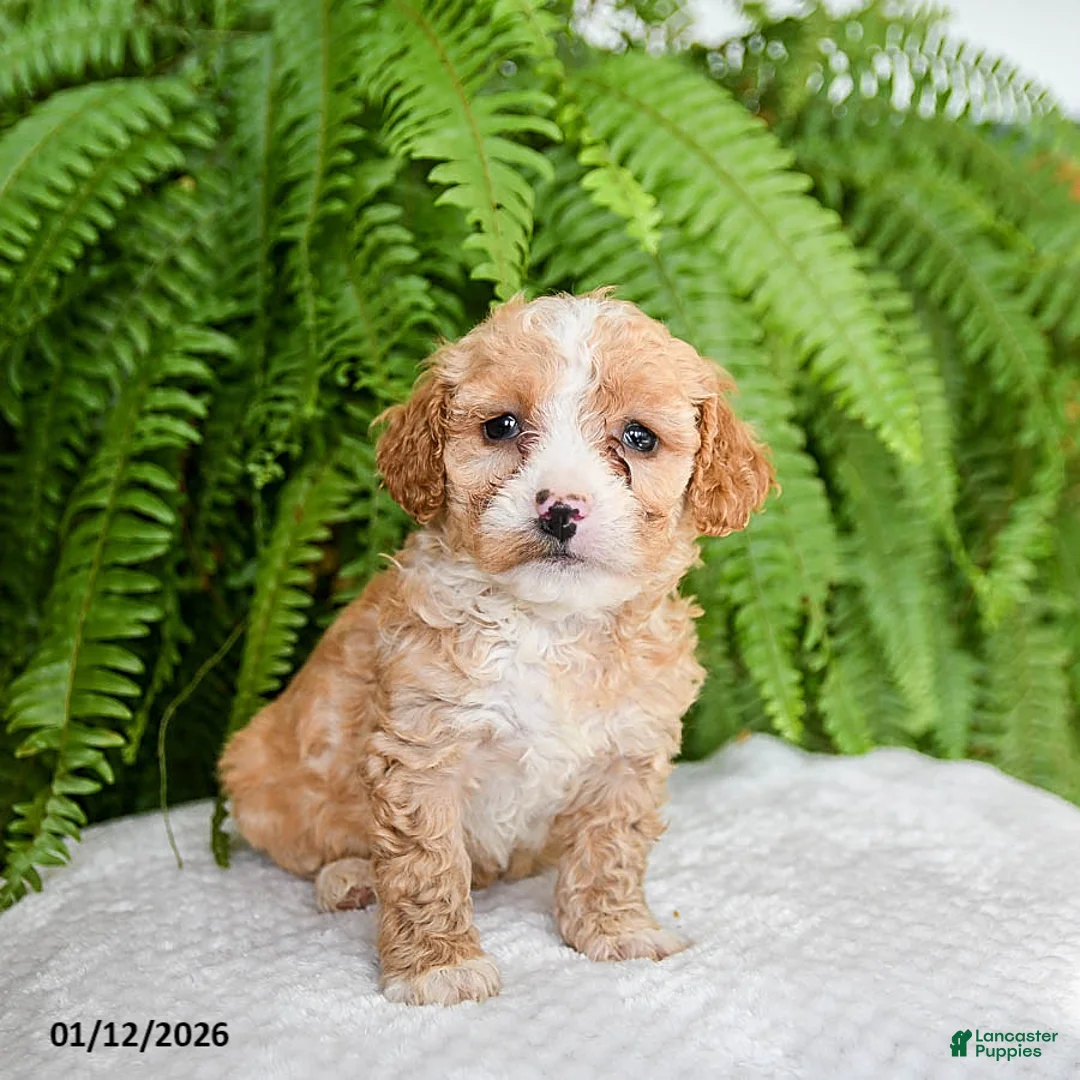 Bichpoo dogs for sale: Lelo - Ad 1