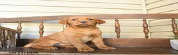 Labrador Retriever dogs for sale: Cinnamon - Ad 2