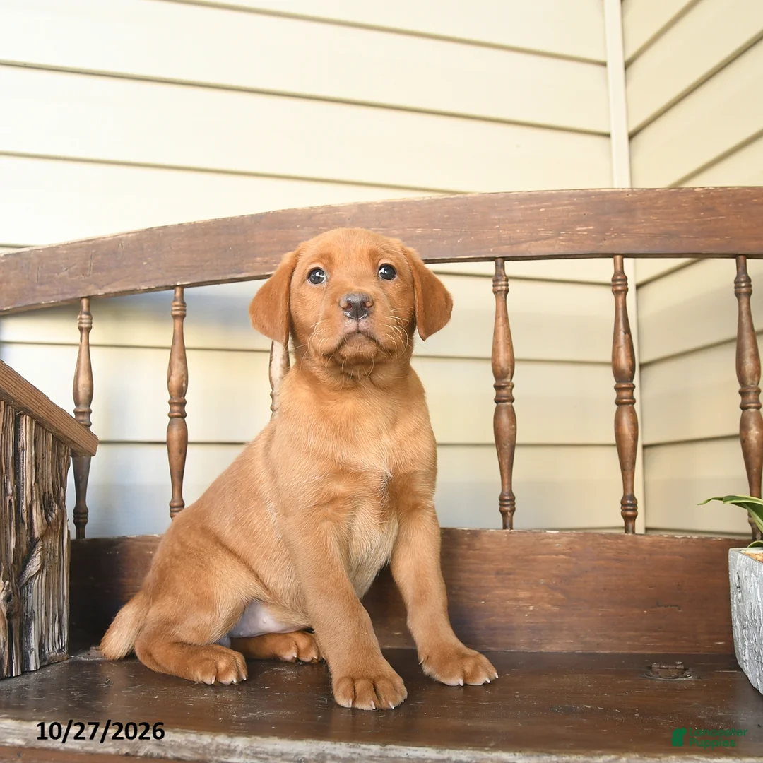 Labrador Retriever dogs for sale: Cinnamon - Ad 2