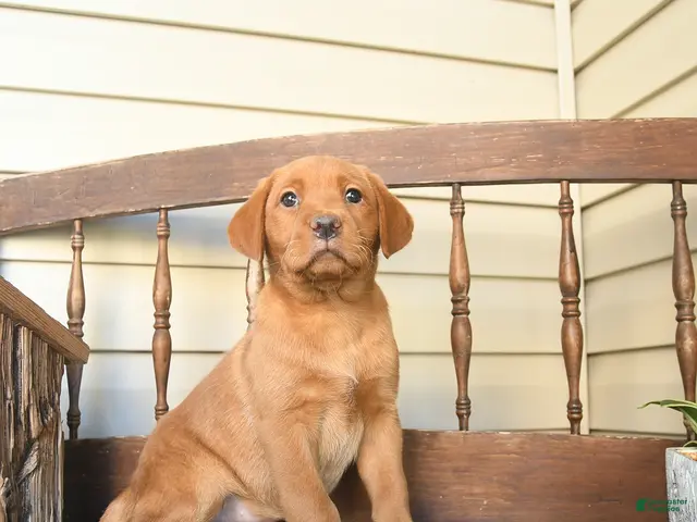 Labrador Retriever dogs for sale: Cinnamon - Ad 2