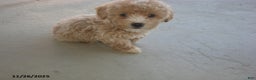 Yorkiepoo dogs for sale: Amber - Ad 11