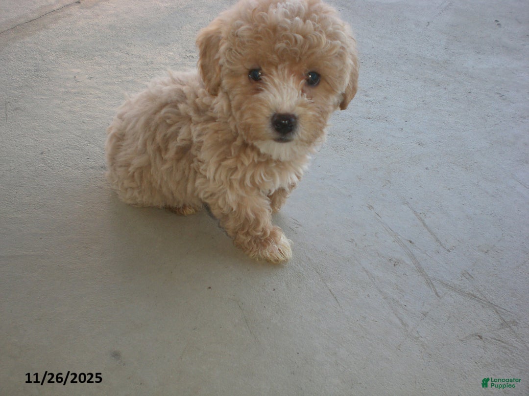 Yorkiepoo dogs for sale: Amber - Ad 11