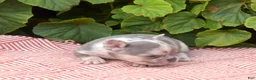 French Bulldog dogs for sale: Aspen - Ad 6