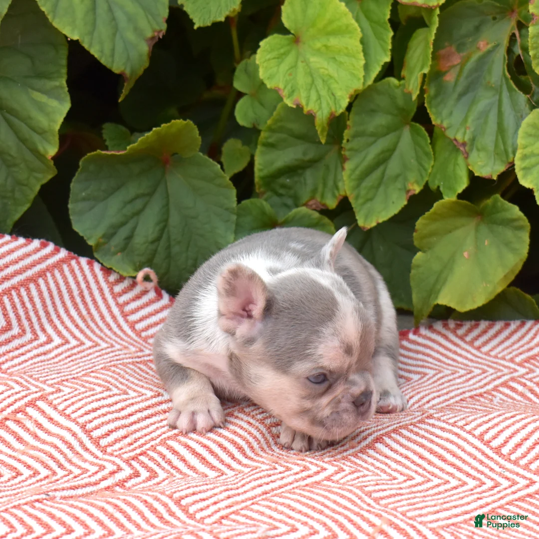 French Bulldog dogs for sale: Aspen - Ad 6