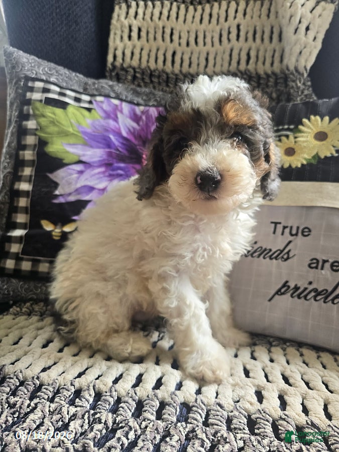 Miniature Poodle dogs Trent - Ad 1