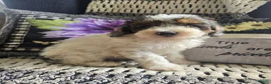 Trent