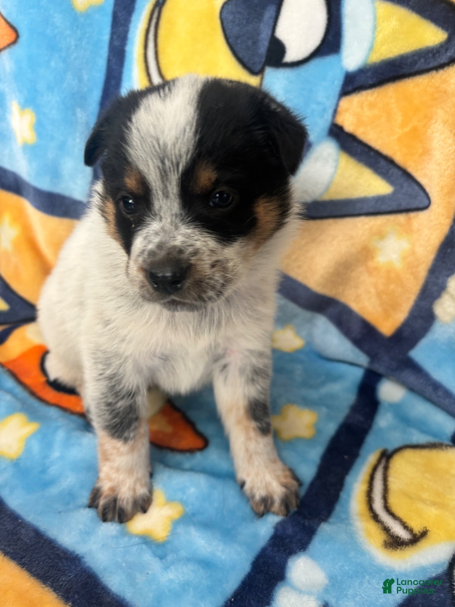 Australian Cattle Dog dogs Australian Cattle Dog Puppy 1 - Ad 7