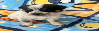 Australian Cattle Dog Puppy 1