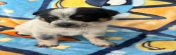 Australian Cattle Dog dogs for sale: Australian Cattle Dog Puppy 1 - Ad 1