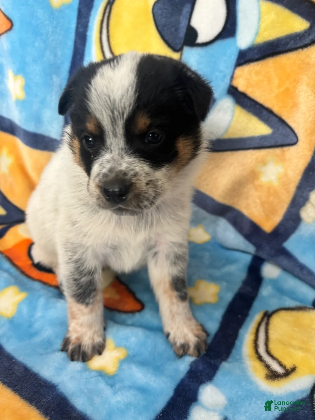 Australian Cattle Dog dogs for sale: Australian Cattle Dog Puppy 1 - Ad 1