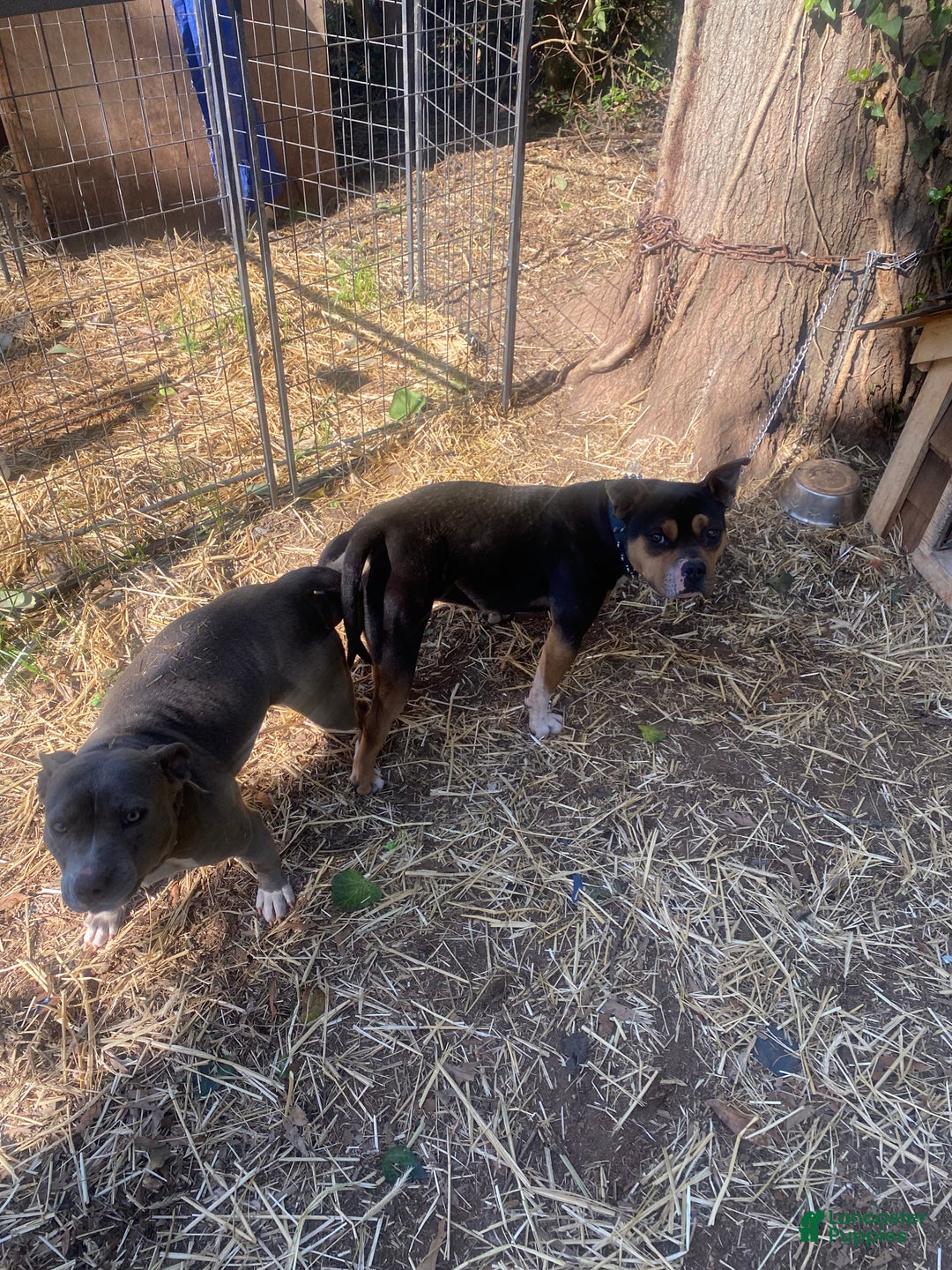 Mixed Breed dogs for sale: Mixed Breed Puppy 2 - Ad 2