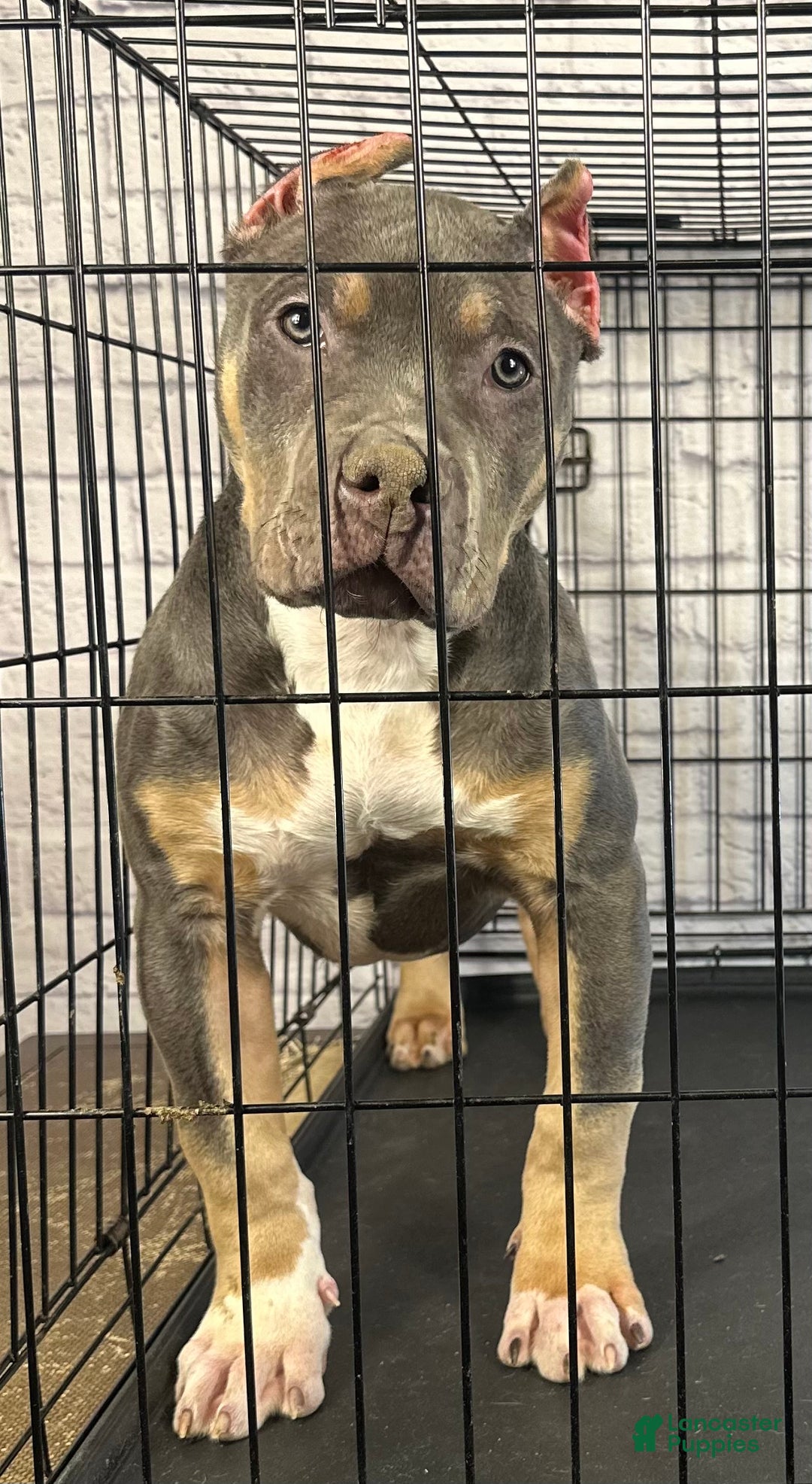 American Bully dogs for sale: Diezel - Ad 5