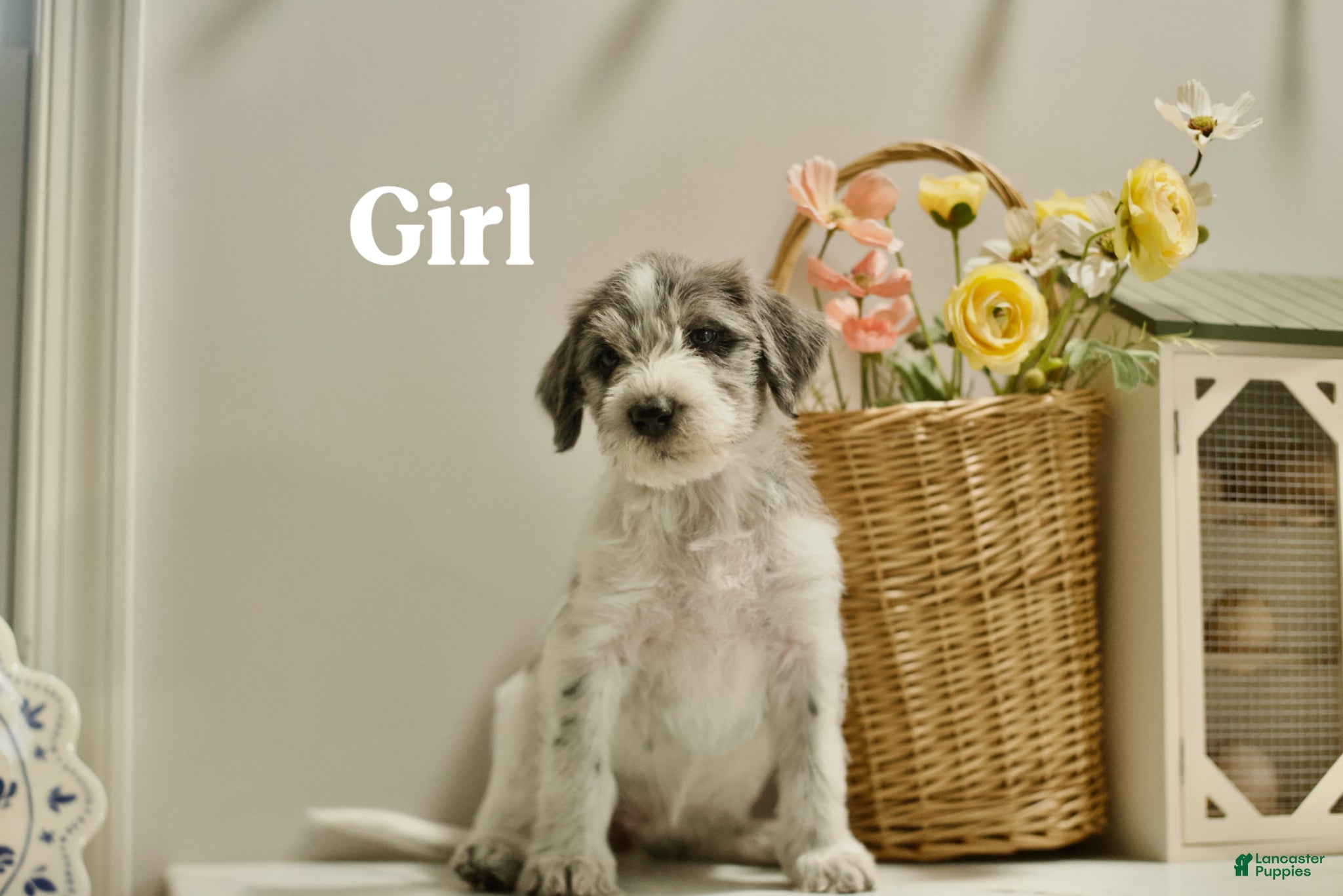 Mixed Breed dogs for sale: Dixie  - Ad 3