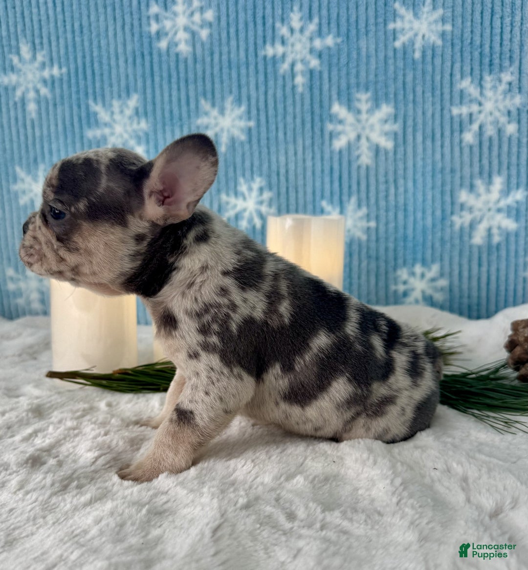 French Bulldog dogs for sale: Olivia - Ad 6