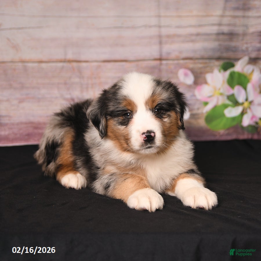 Miniature Australian Shepherd dogs Toby - Ad 2