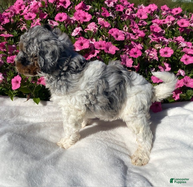 Mini Bernedoodle dogs for sale: Rascal - Ad 2