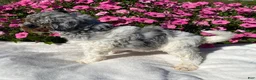 Mini Bernedoodle dogs for sale: Rascal - Ad 2