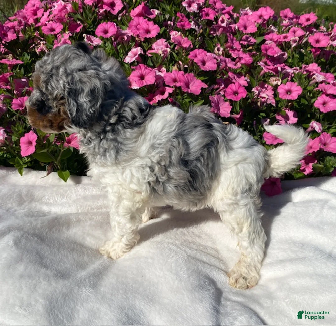 Mini Bernedoodle dogs for sale: Rascal - Ad 2