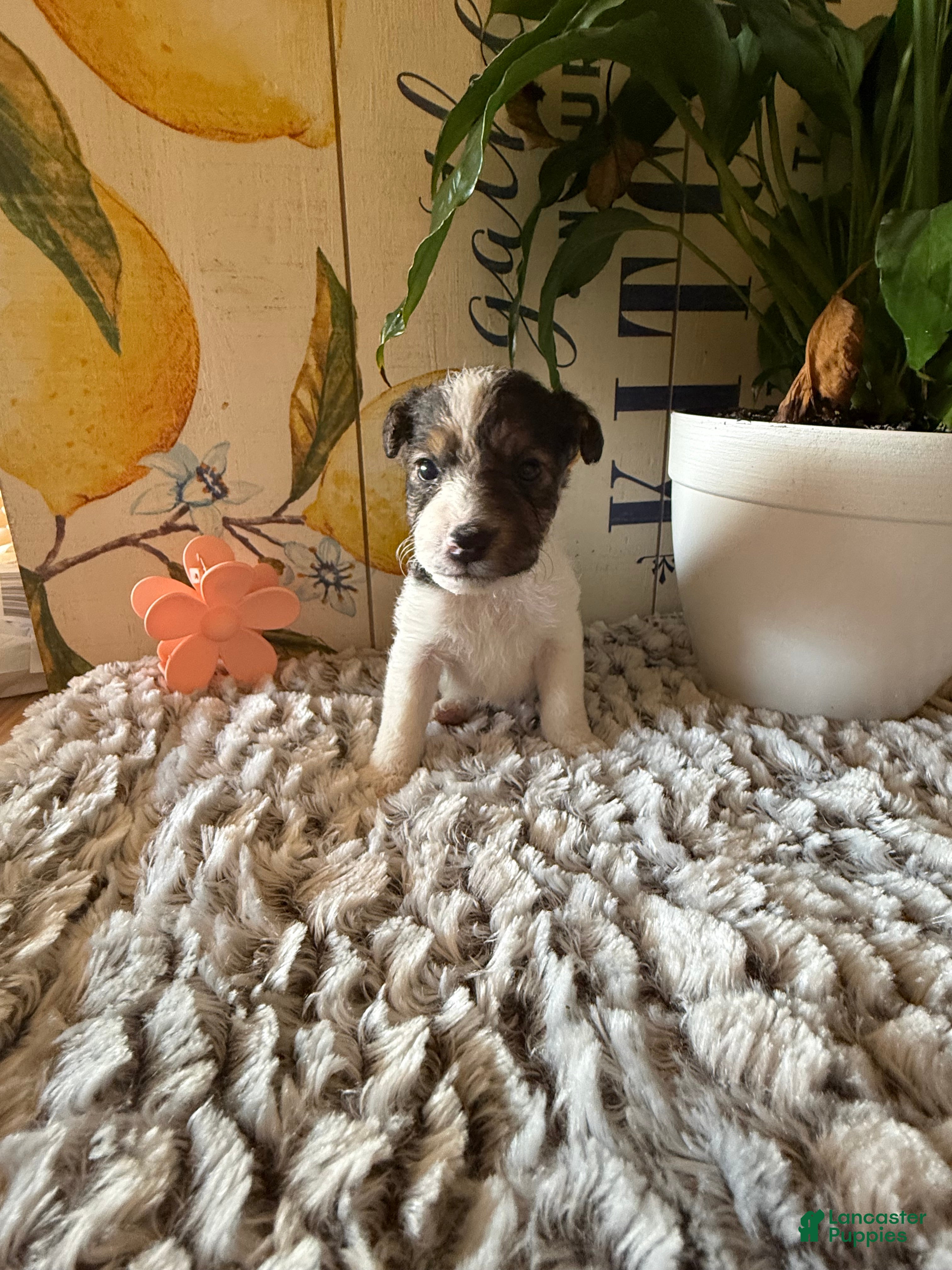Wire Fox Terrier dogs Bonnie Hopps - Ad 2