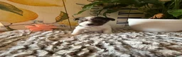 Wire Fox Terrier dogs for sale: Bonnie Hopps - Ad 2