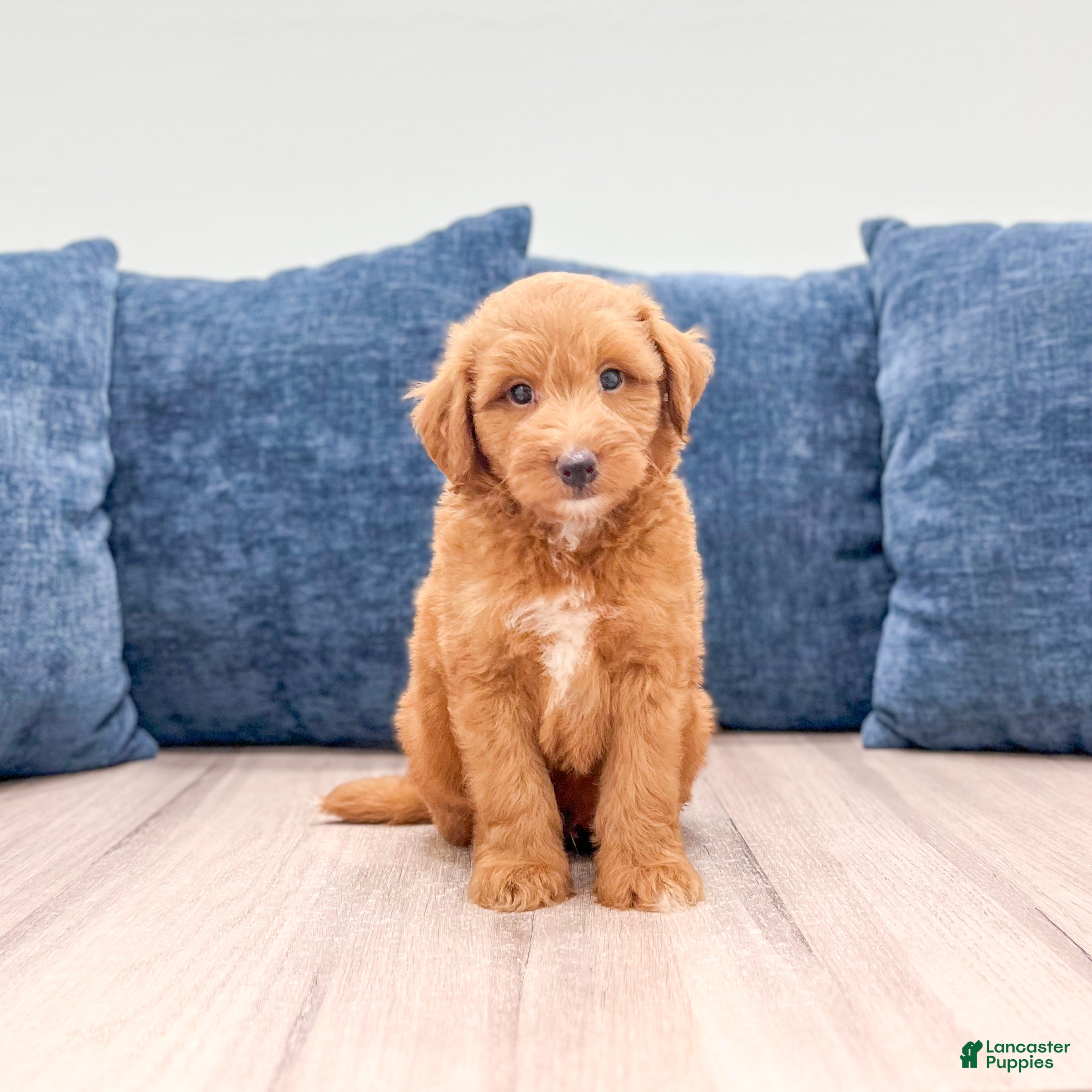 Miniature Labradoodle dogs Oscar - Ad 1