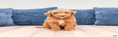 Oscar