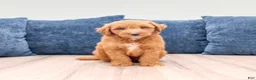 Miniature Labradoodle dogs for sale: Oscar - Ad 1