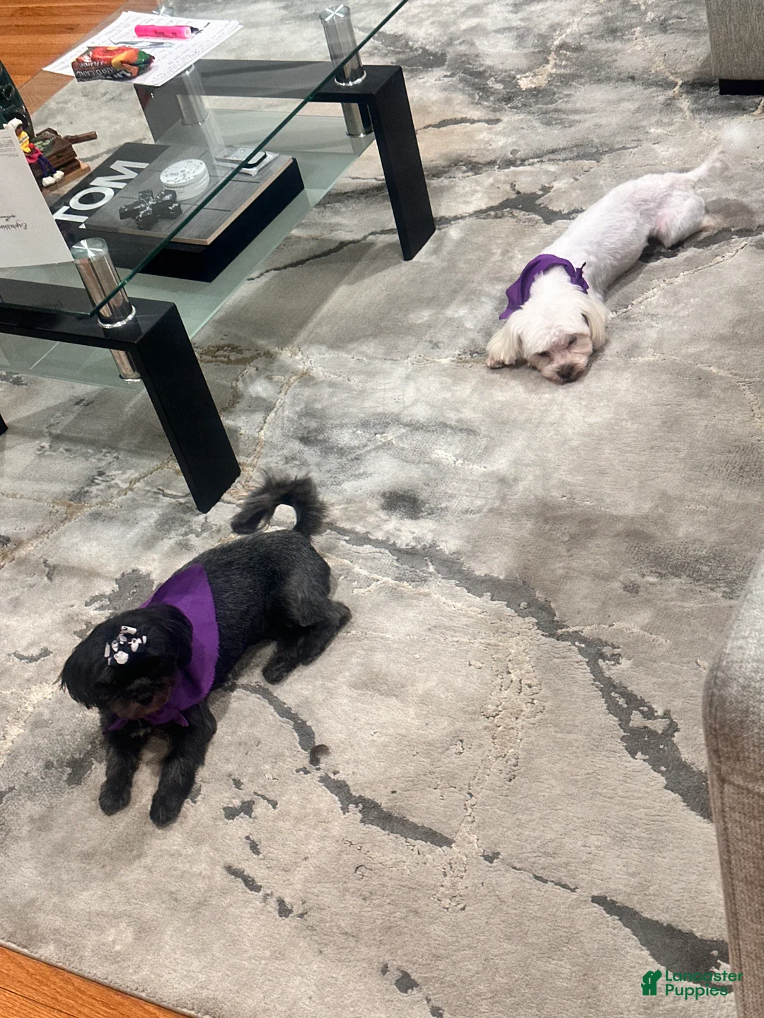 Malshi dogs for sale: Malshi Puppy 1 - Ad 14