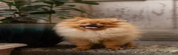 Pomeranian dogs for sale: Ana Nova - Ad 10