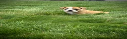 English Bulldog dogs for sale: Rex - Ad 11