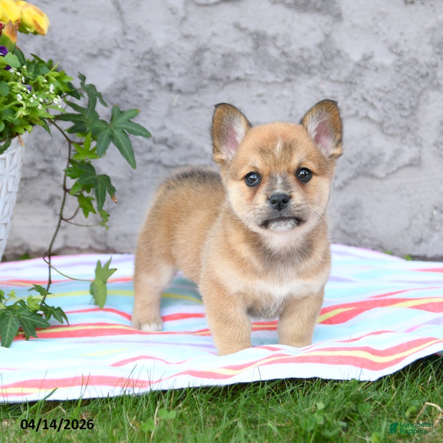 Mixed Breed dogs Leo - Ad 1