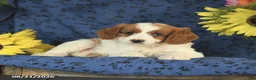Cavapoo dogs for sale: Crissa - Ad 8