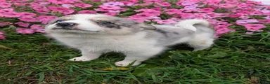 Pomsky 6 Cindy