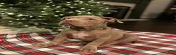 American Bully dogs for sale: Louis - Ad 3