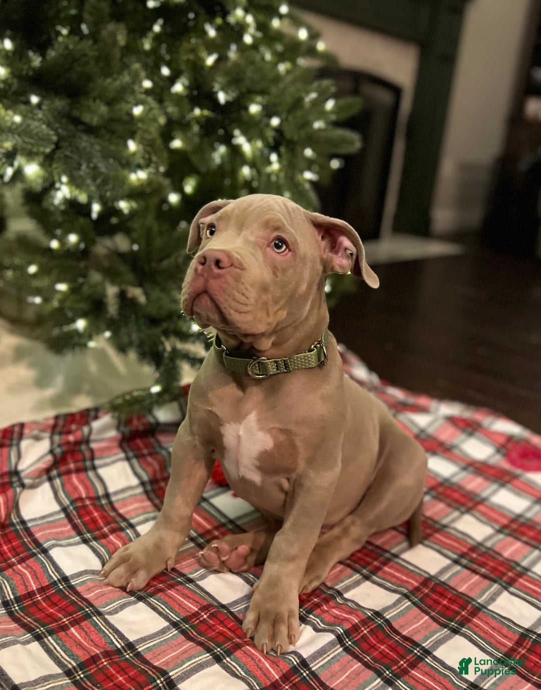 American Bully dogs for sale: Louis - Ad 3