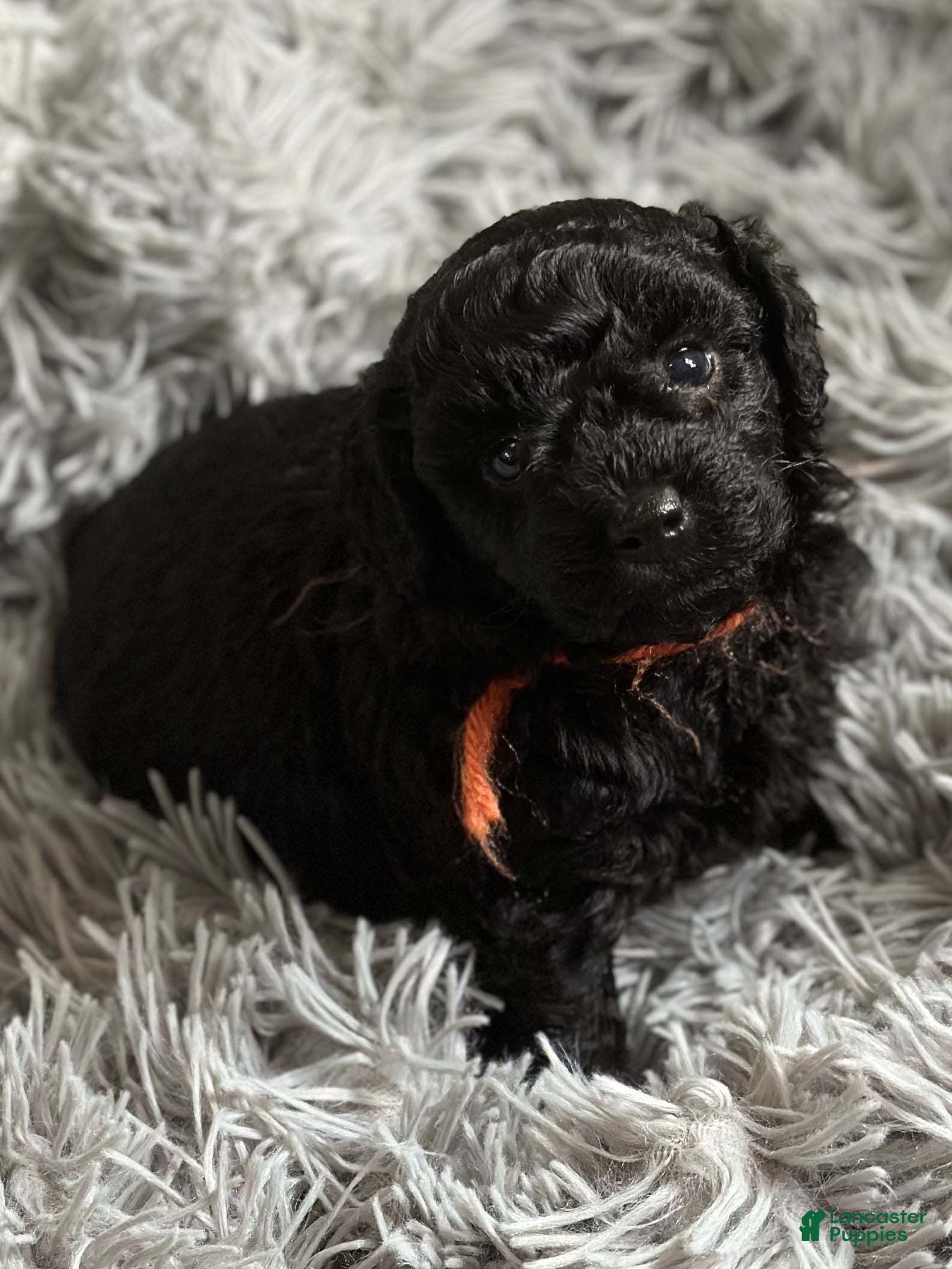 Miniature Poodle dogs Miniature Poodle Puppy 2 - Ad 7