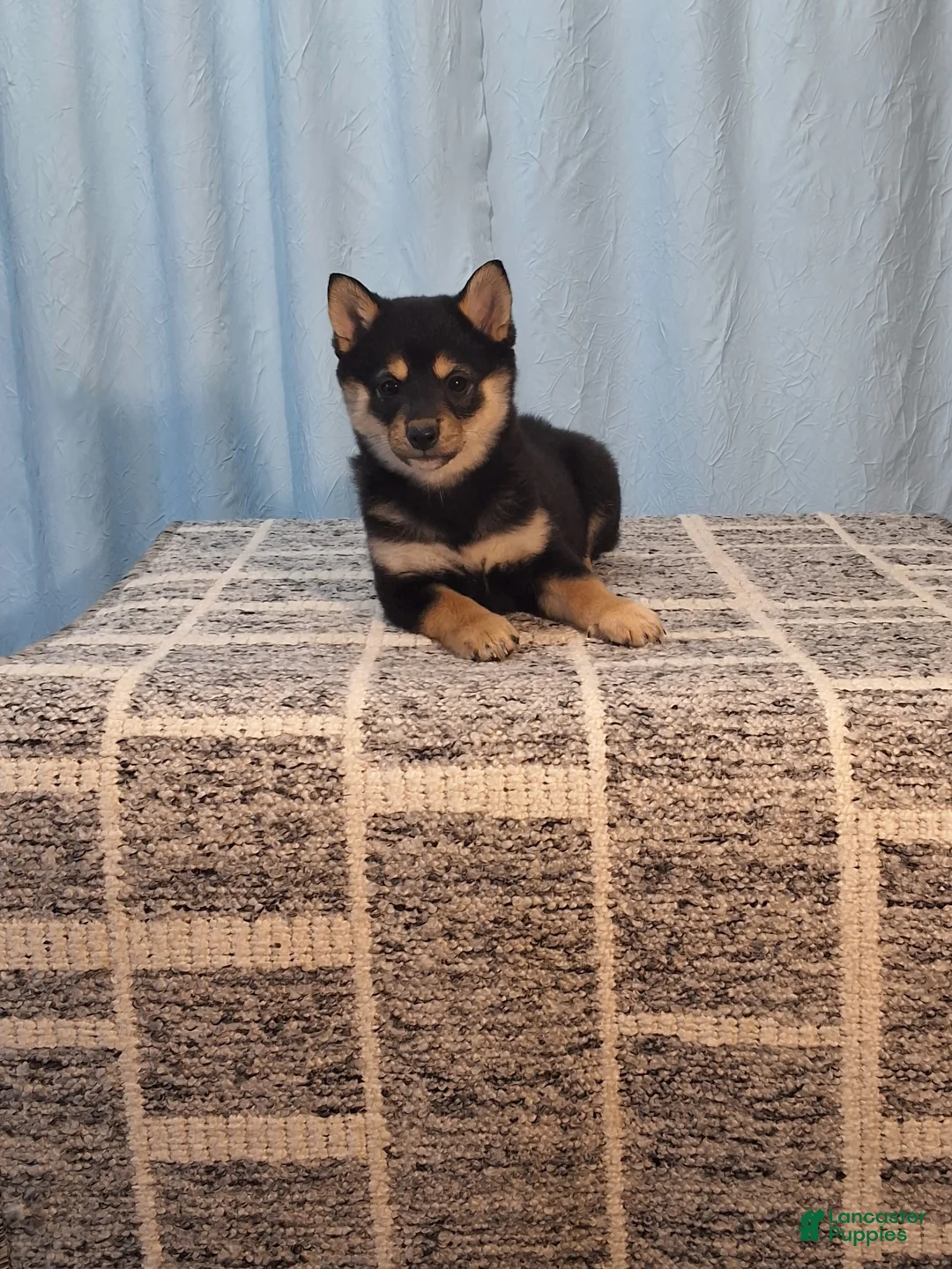 Shiba Inu dogs for sale: Poppy  - Ad 1