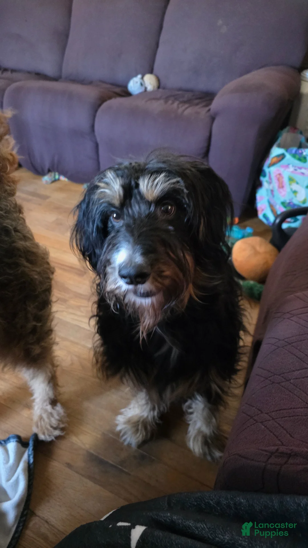 Mixed Breed dogs for sale: Hershey - Ad 7