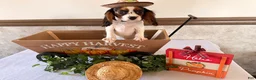 Cavalier King Charles Spaniel dogs for sale: Skyler - Ad 11