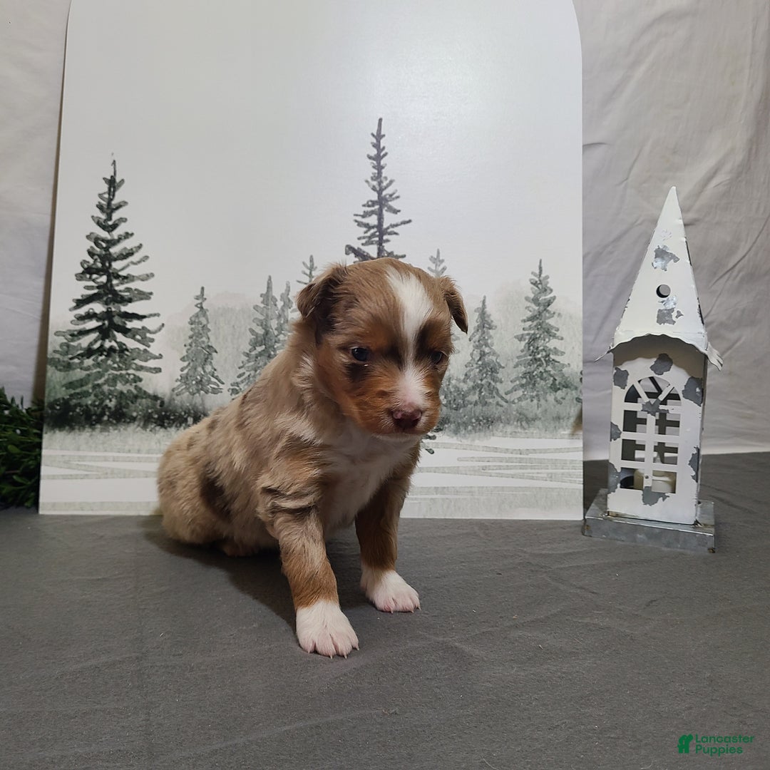 Miniature Australian Shepherd dogs for sale: Apple - Ad 4