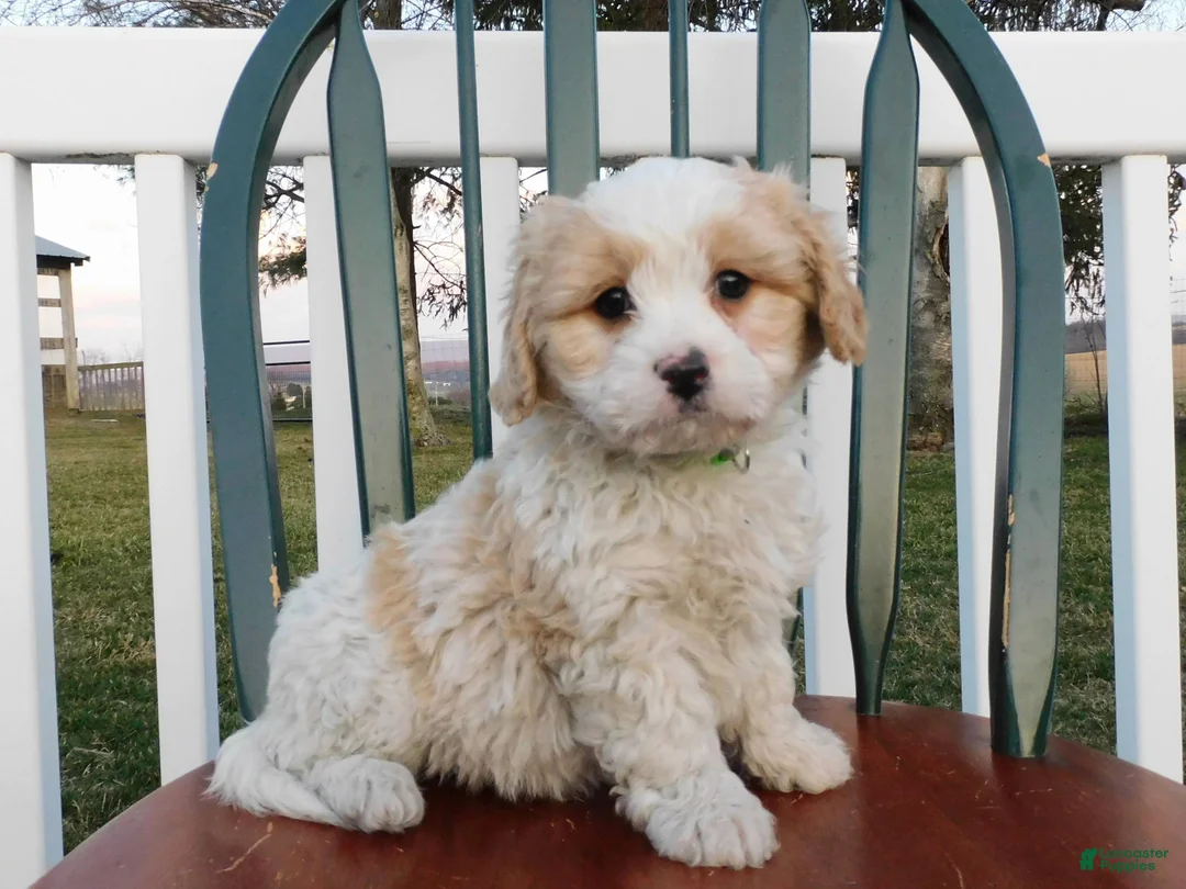 Cavachon dogs for sale: Dream Chaser - Ad 1
