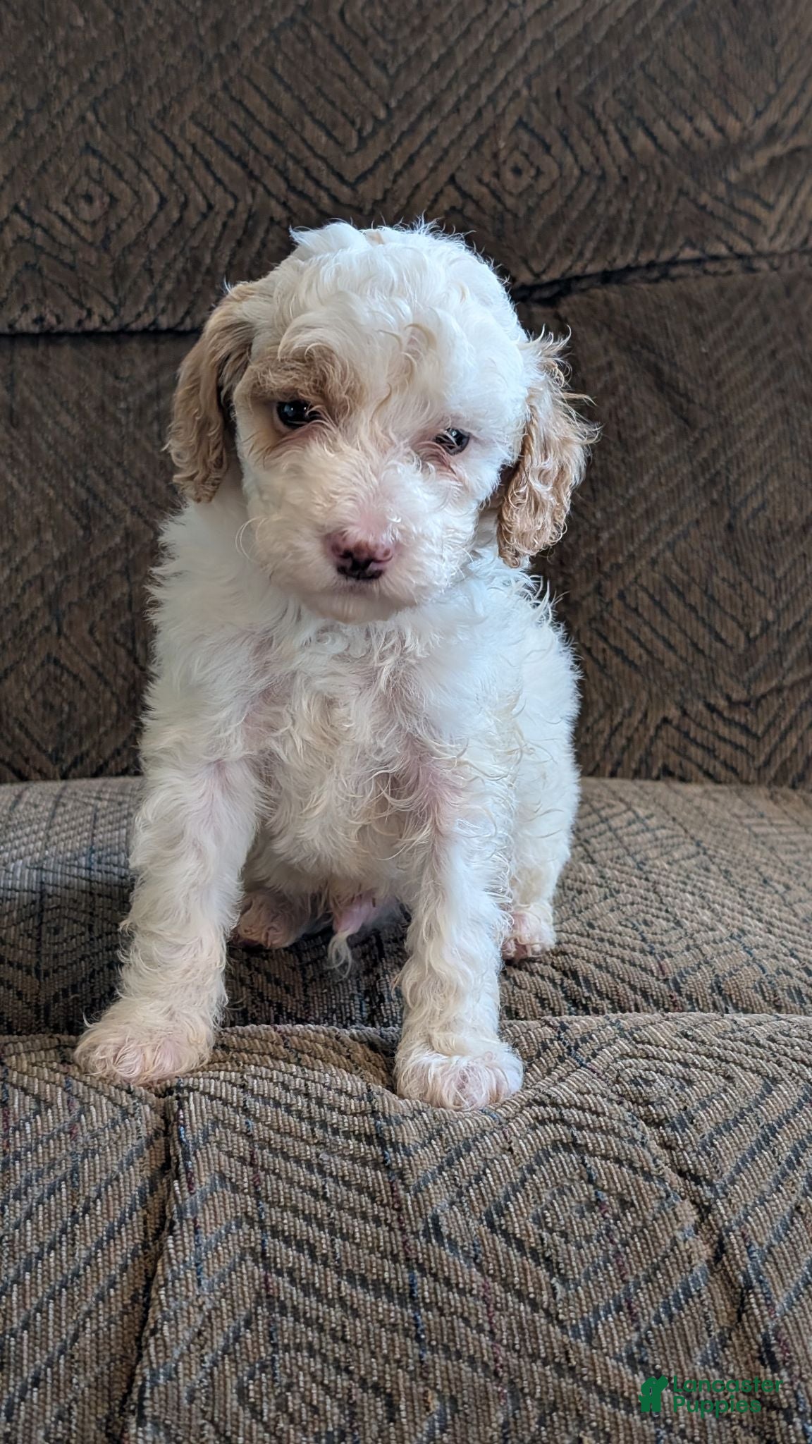 Miniature Poodle dogs Koona - Ad 1