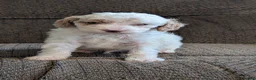 Miniature Poodle dogs for sale: Koona - Ad 1